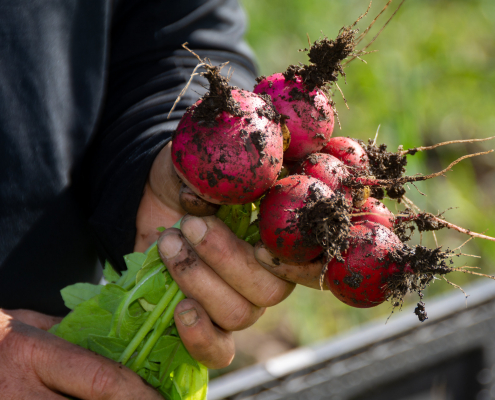 Radishes in Montana