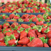 Appel-Farms-strawberries-RCM-2021