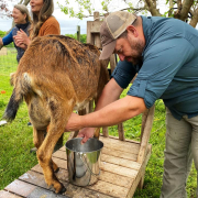 Goat milking Photo courtesy Scott McClenahan