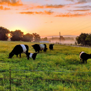 Belteds in morning mist 3