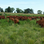 blog pic (2) Brown cows graze in a freshly opened pasture that looks healthy with its tall grass.