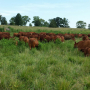Brown cows graze in a freshly opened pasture that looks healthy with its tall grass.