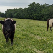 cattle in field small