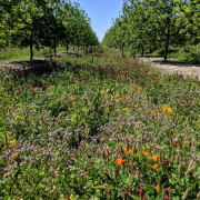 Cover Crop_Pecan Orchard