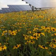Solar array in a field of flowers Solar array in a field of flowers
