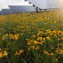 Solar array in a field of flowers