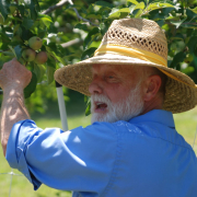 Guy and apple tree