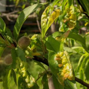peach leaf curl FOH 3 cropped peach leaf curl