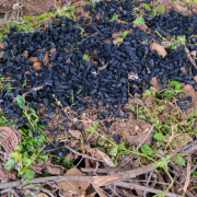 Biochar