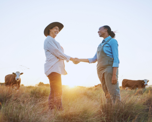 Two women shaking hands while standing in a field with cattle.